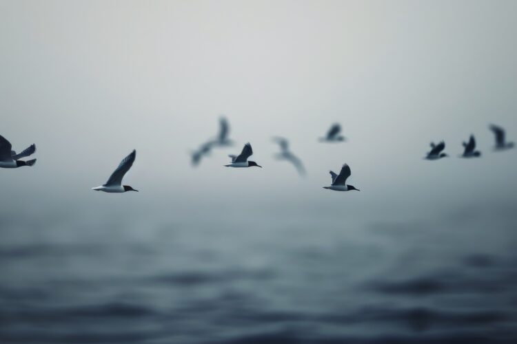 Workboats Consulting conducting EIA bird survey for ELWIND